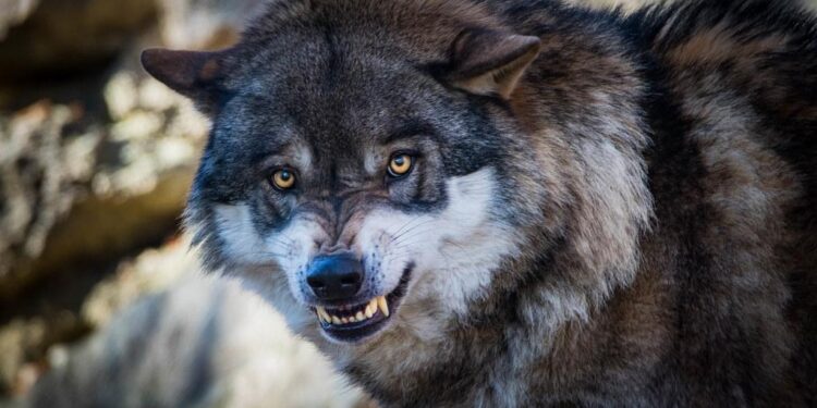 Tin tức coin – Hãy là Sói nếu bạn muốn trở thành người giàu có!