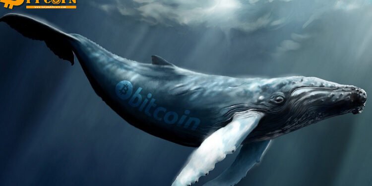 Đào coin – Một cá voi đang short Bitcoin với số tiền 100 triệu USD – Liệu các holder lớn có kỳ vọng một đợt giảm lớn?
