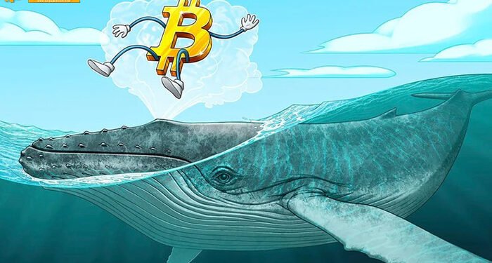 Đào coin – Bitcoin vẫn có khả năng điều chỉnh mạnh khi dòng tiền cá voi chảy vào sàn gia tăng