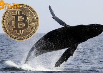 Đào coin – Đừng hoảng sợ! Cá voi đang chờ mua Bitcoin ở giá 8.800 USD