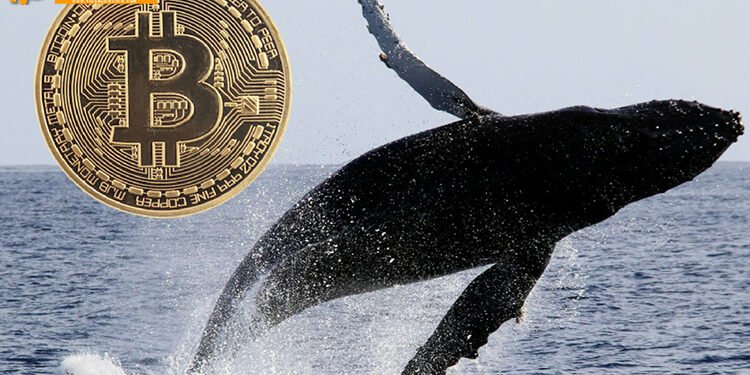 Đào coin – Đừng hoảng sợ! Cá voi đang chờ mua Bitcoin ở giá 8.800 USD