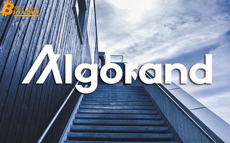 Algorand tăng giá khổng lồ sau khi cập nhật giao thức