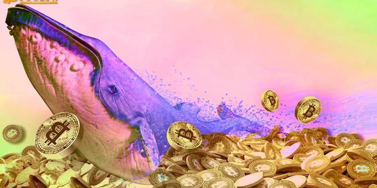 Đào coin – Cá voi Bitcoin dịch chuyển hơn 73 triệu USD khi giá BTC nỗ lực đòi lại $9.500