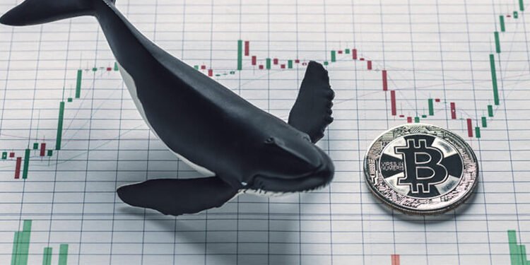Đào coin – Theo dấu cá voi: 200 triệu USD giá trị Bitcoin đã được luân chuyển trong tuần