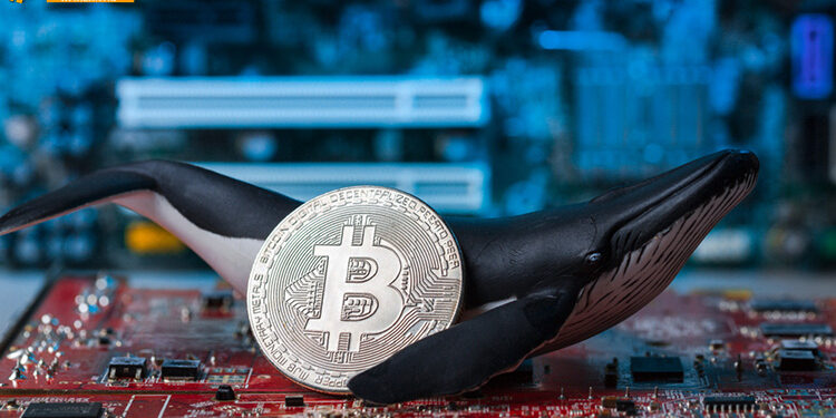 Đào coin – Reuters: Một “cá voi bí ẩn” đã mua 20.000 BTC, đẩy giá Bitcoin lên lại mức $5,000