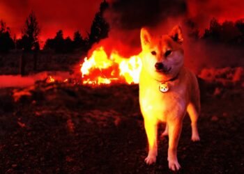 Tin tức coin – Cộng đồng Shiba Inu kỳ vọng tăng giá vì phát hành Shibarium vào năm 2023