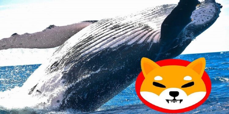 Tin tức coin – Một cá voi di chuyển hơn 28 triệu đô Shiba Inu