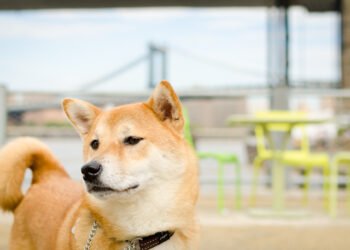 Tin tức coin – Cộng đồng Shiba Inu phấn khích trước các tích hợp ví tiền điện tử mới
