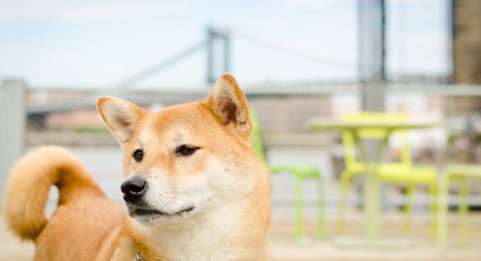Tin tức coin – Cộng đồng Shiba Inu phấn khích trước các tích hợp ví tiền điện tử mới