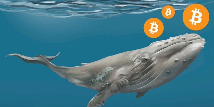 Tin tức coin – 1 cá voi Bitcoin không hoạt động trong 9 năm bất ngờ di chuyển 2071,5 BTC