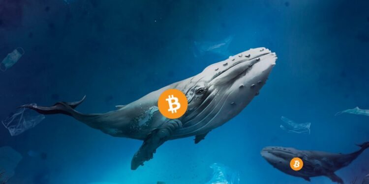 Tin tức coin – Cá voi tiền điện tử là gì? Đây là những điều bạn cần biết