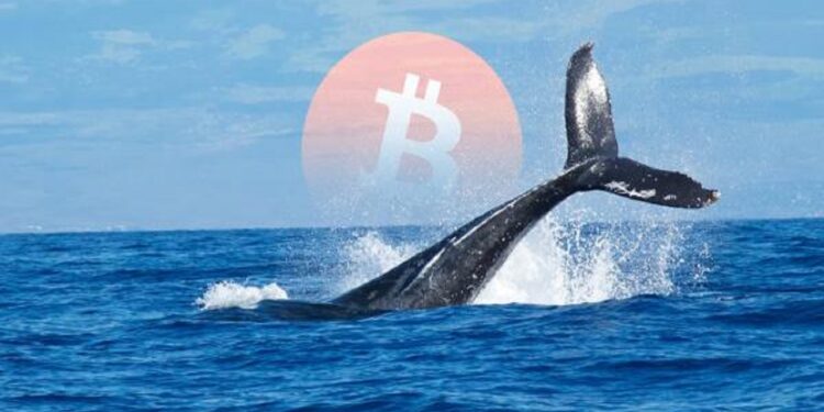 Tin tức coin – Cá voi Bitcoin cổ đại sống lại, di chuyển 38 triệu đô la sau khi kiếm được 13.500%