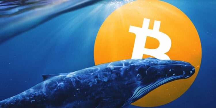 Tin tức coin – 1 cá voi rút 26000 Bitcoin khỏi Coinbase